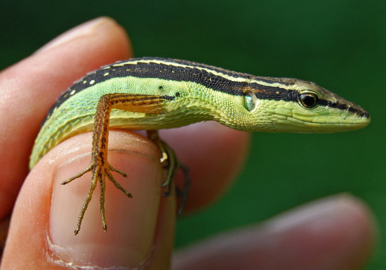 Picture 8 of Close up of long-tailed creature 'fate silver' in Vietnam