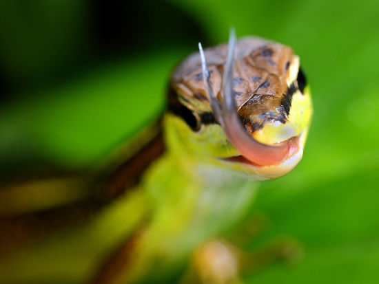 Picture 9 of Close up of long-tailed creature 'fate silver' in Vietnam