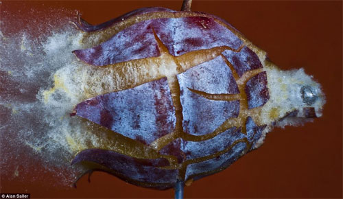 Picture 13 of Close up of moments when objects explode
