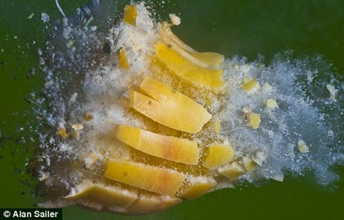 Picture 15 of Close up of moments when objects explode