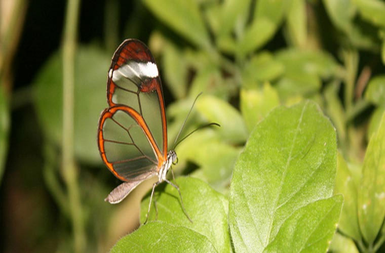 Picture 10 of Close up of mysterious transparent butterflies