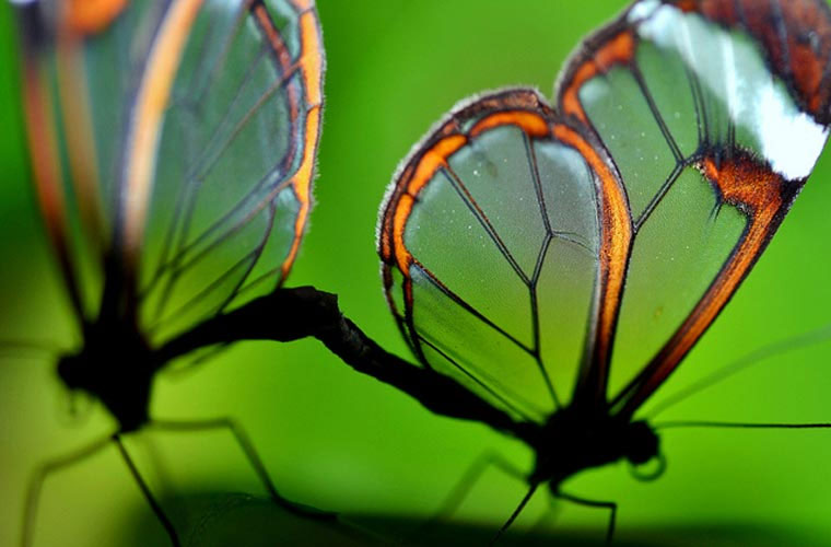 Picture 7 of Close up of mysterious transparent butterflies