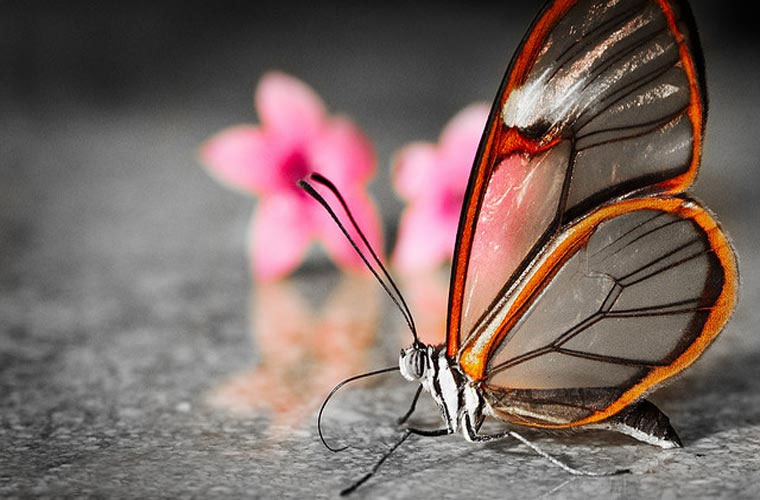 Picture 8 of Close up of mysterious transparent butterflies