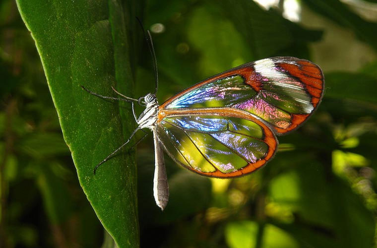 Picture 9 of Close up of mysterious transparent butterflies