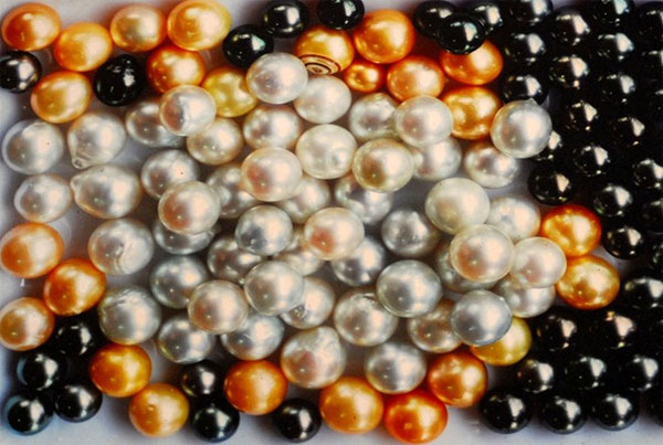 Picture 9 of Close up of raising boys to get pearls on Phu Quoc island