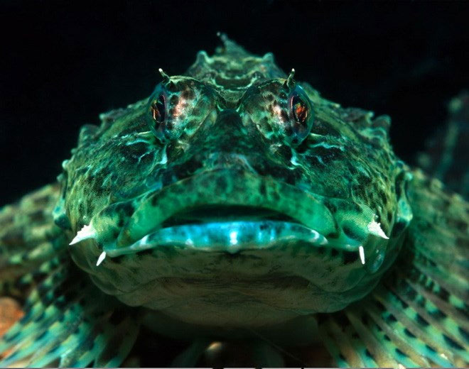 Picture 1 of Close up of 'sea monsters' are even more frightening than sharks