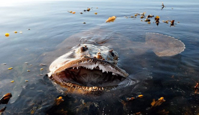 Picture 2 of Close up of 'sea monsters' are even more frightening than sharks