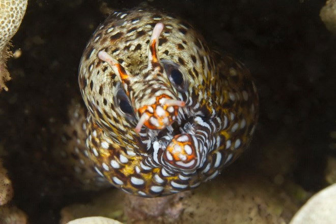Picture 3 of Close up of 'sea monsters' are even more frightening than sharks