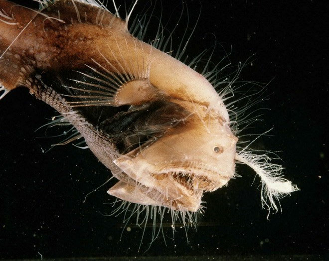 Picture 4 of Close up of 'sea monsters' are even more frightening than sharks