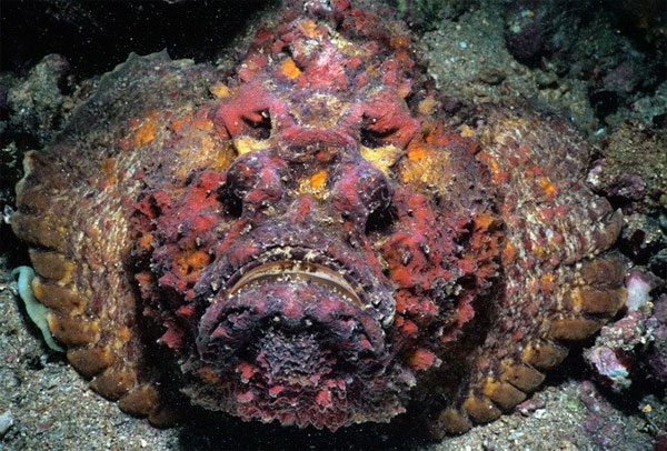 Picture 5 of Close up of 'sea monsters' are even more frightening than sharks