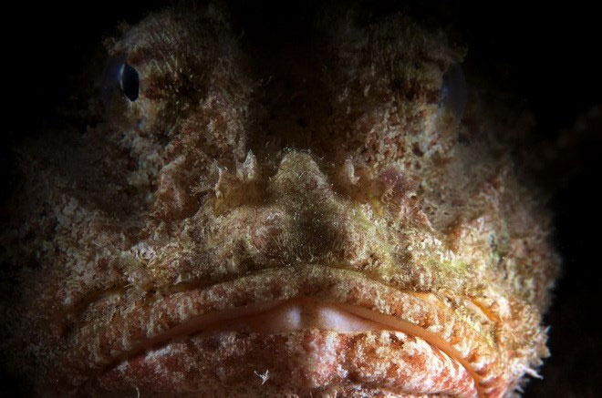Picture 6 of Close up of 'sea monsters' are even more frightening than sharks
