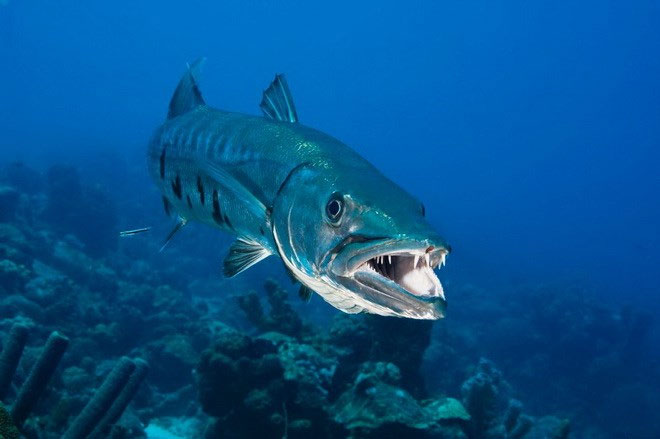 Picture 8 of Close up of 'sea monsters' are even more frightening than sharks