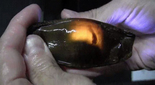 Picture 1 of Close up of shark eggs: look like tadpoles that have 'peach hearts' like strange eggs