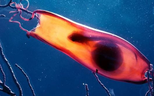 Picture 3 of Close up of shark eggs: look like tadpoles that have 'peach hearts' like strange eggs