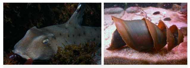 Picture 5 of Close up of shark eggs: look like tadpoles that have 'peach hearts' like strange eggs