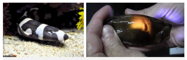 Picture 6 of Close up of shark eggs: look like tadpoles that have 'peach hearts' like strange eggs