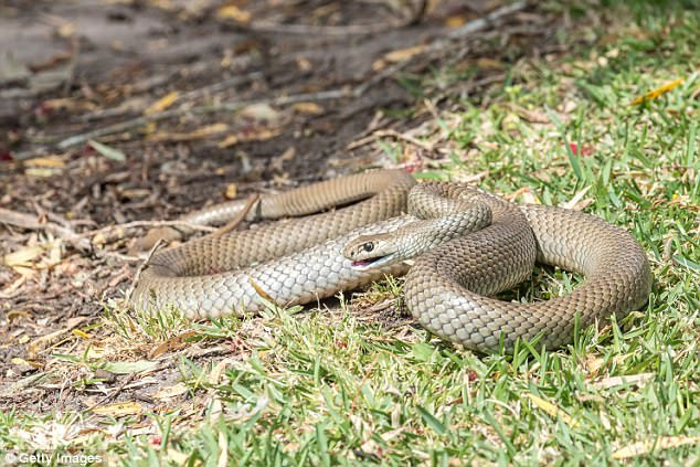 Picture 3 of Close up of snakes specializing in biting people when they sleep, causing a terrible nightmare in Australia