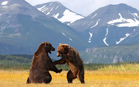Picture 1 of Close up of the battle of brown bears