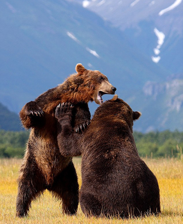 Picture 2 of Close up of the battle of brown bears