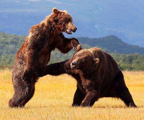 Picture 3 of Close up of the battle of brown bears