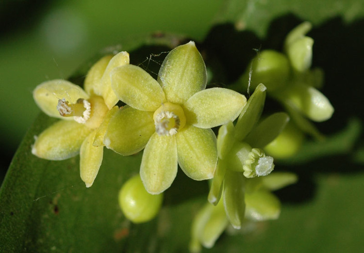 Picture 1 of Close up of the beauty of flowers growing from leaves