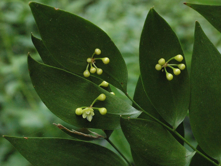 Picture 2 of Close up of the beauty of flowers growing from leaves