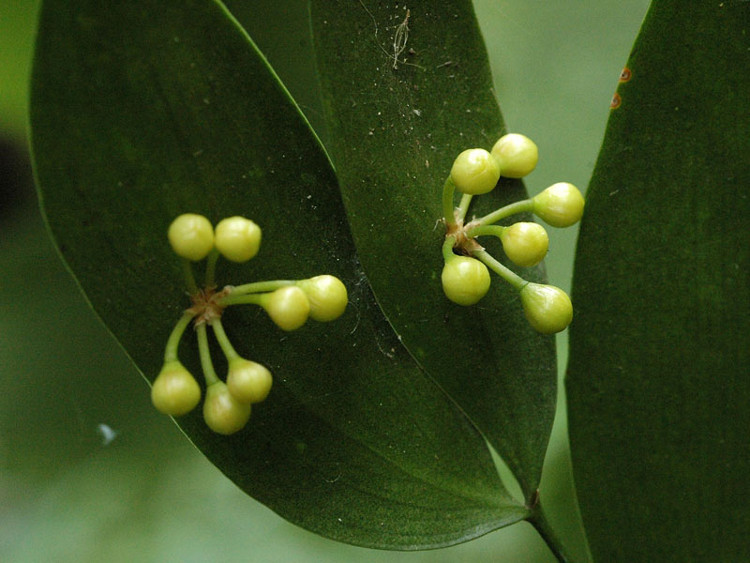 Picture 3 of Close up of the beauty of flowers growing from leaves