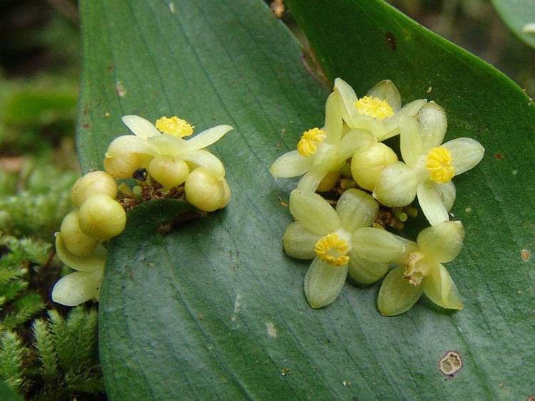 Picture 4 of Close up of the beauty of flowers growing from leaves