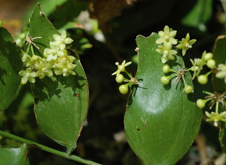 Picture 5 of Close up of the beauty of flowers growing from leaves