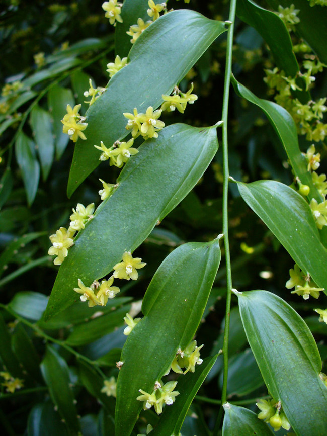 Picture 6 of Close up of the beauty of flowers growing from leaves
