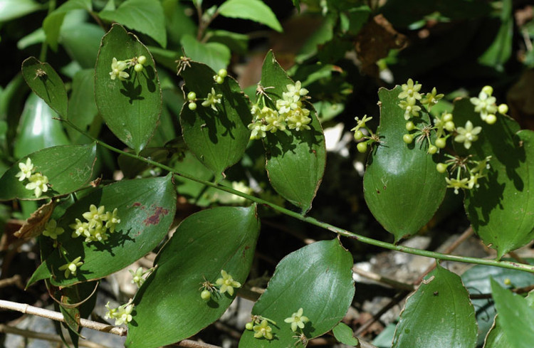 Picture 7 of Close up of the beauty of flowers growing from leaves