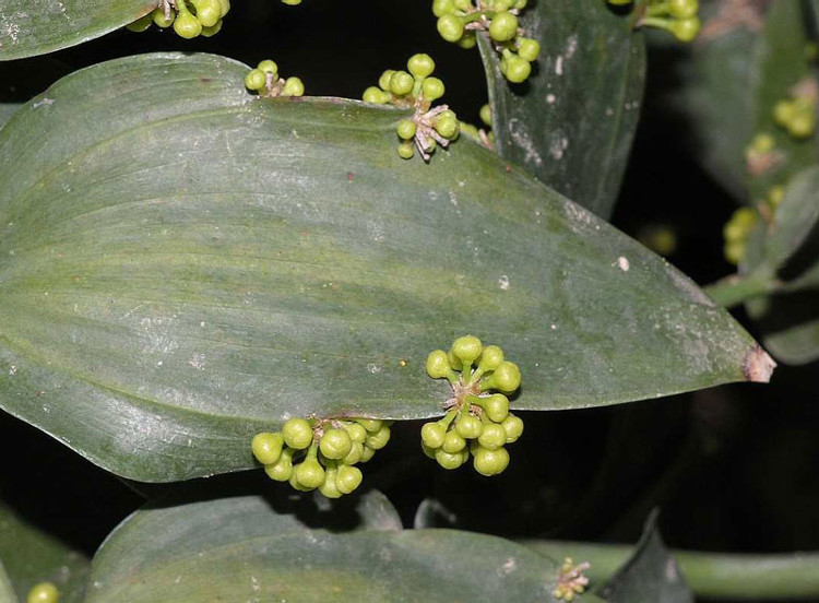 Picture 8 of Close up of the beauty of flowers growing from leaves