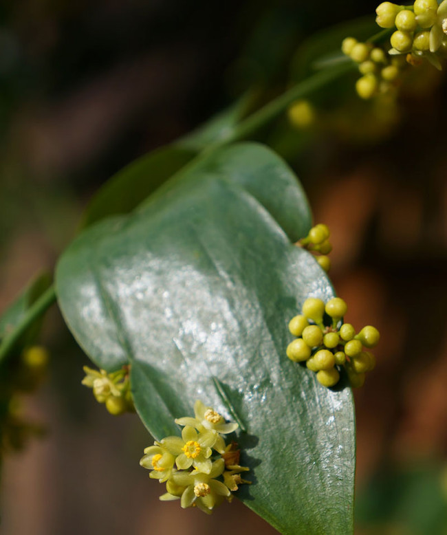 Picture 9 of Close up of the beauty of flowers growing from leaves