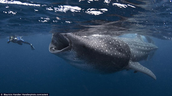 Picture 1 of Close up of the diver near the shark's mouth