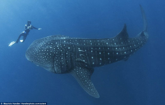 Picture 2 of Close up of the diver near the shark's mouth