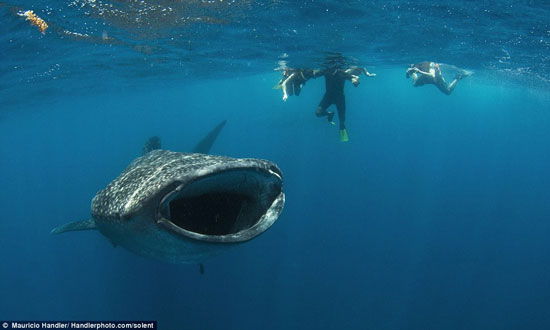 Picture 3 of Close up of the diver near the shark's mouth