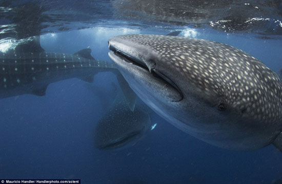 Picture 4 of Close up of the diver near the shark's mouth