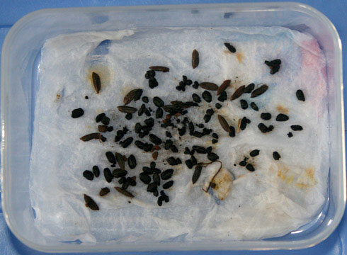 Picture 4 of Close up of the exposed area '3,000-year grain grain' germinated