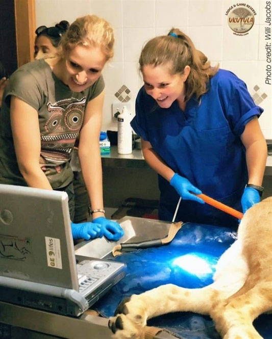 Picture 3 of Close up of the first two baby lions in the world were born in test tubes