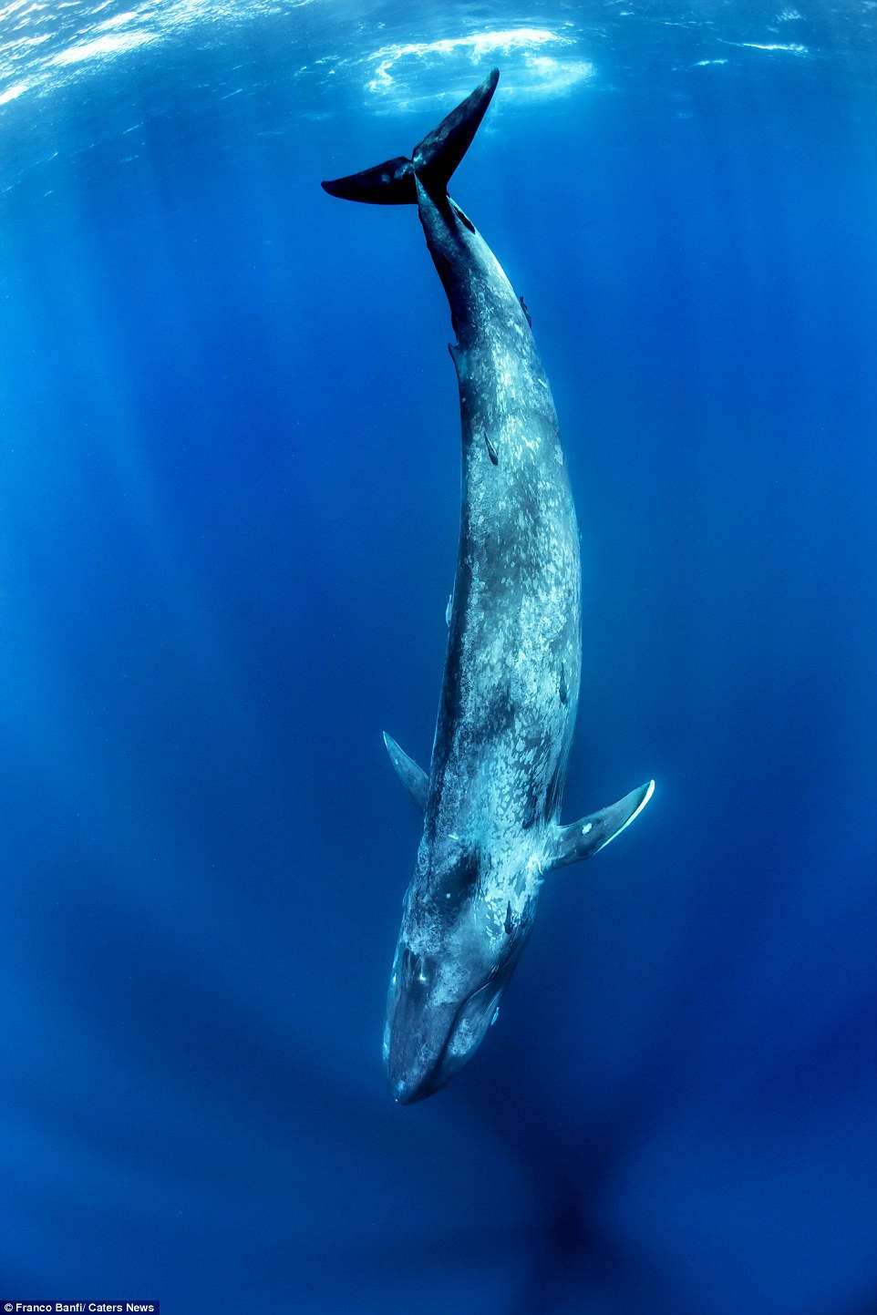 Close up of the largest 170 ton blue whale on the planet