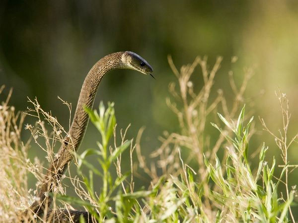 Picture 1 of Close up of the longest poisonous snake in Africa