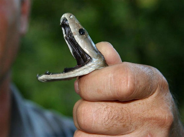 Picture 2 of Close up of the longest poisonous snake in Africa