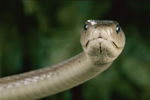 Picture 3 of Close up of the longest poisonous snake in Africa