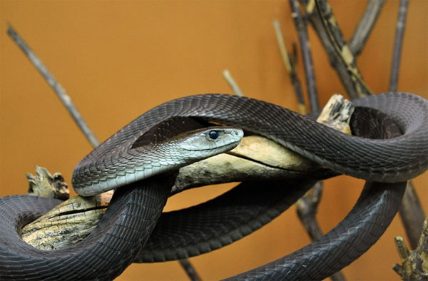 Picture 4 of Close up of the longest poisonous snake in Africa