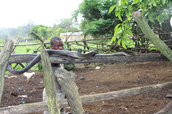 Picture 5 of Close up of the longest poisonous snake in Africa