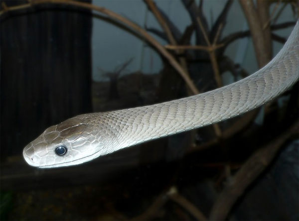 Picture 8 of Close up of the longest poisonous snake in Africa