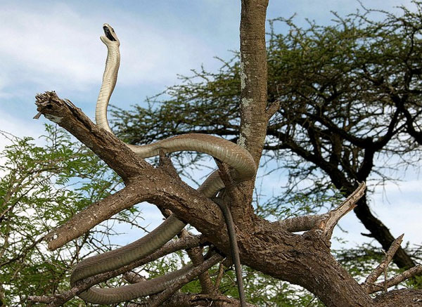 Picture 9 of Close up of the longest poisonous snake in Africa