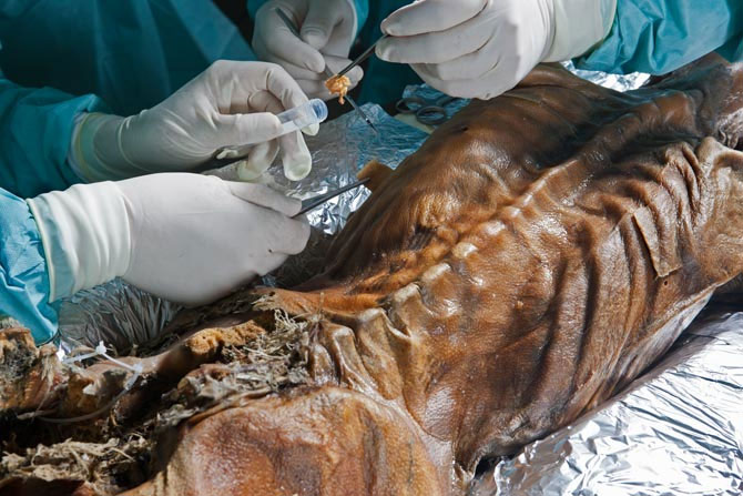 Picture 9 of Close up of the mummy otzi mummy
