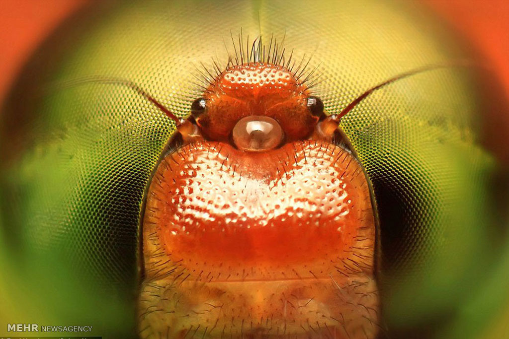 Picture 10 of Close up of the strange beauty of tiny animals