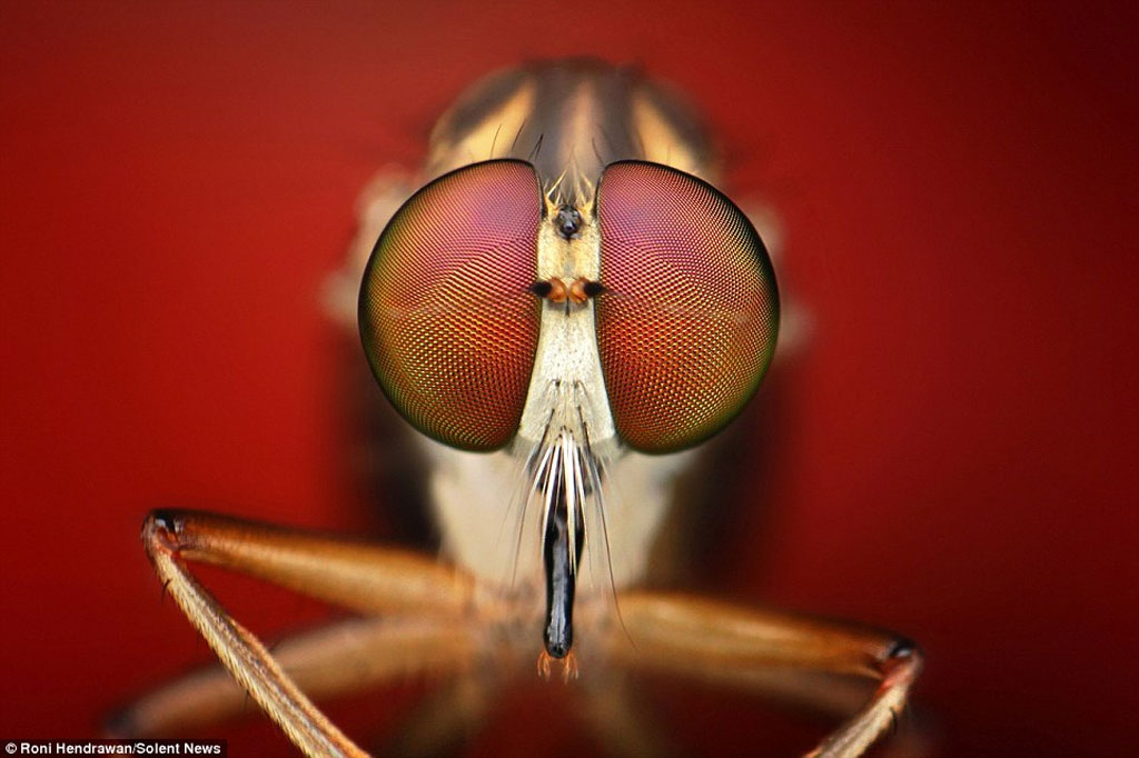 Picture 11 of Close up of the strange beauty of tiny animals
